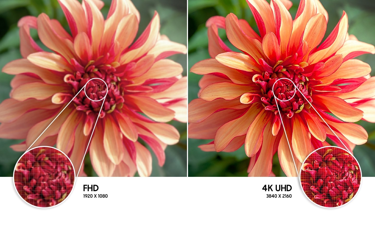 2697_ro-feature-feel-the-reality-of-4k-uhd-resolution-394767950.jpeg